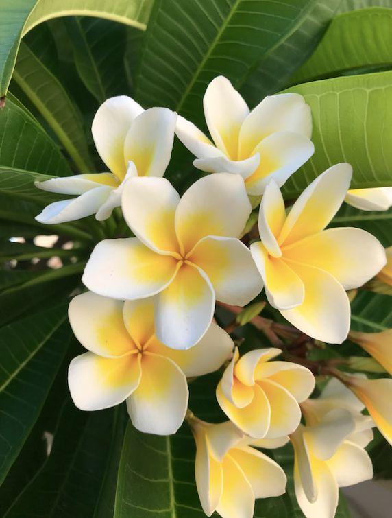 Serenity Cascade: A Harmony of Flora